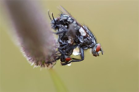 Detail (close-up) of the flies Foto de stock - Super Valor sin royalties y Suscripción, Código: 400-05282975