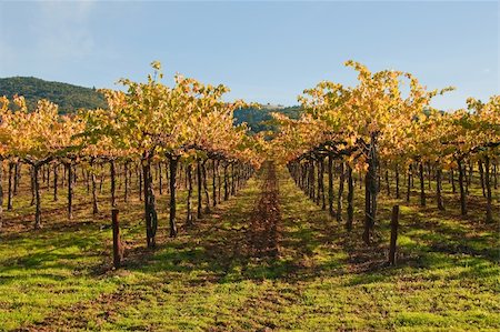 stake - This late afternoon shot of a vineyard was taken in Sonoma County, California. Stock Photo - Budget Royalty-Free & Subscription, Code: 400-05283009