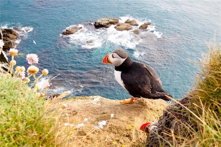skellig coast - Latrabjarg - Iceland. Puffin on the rock. Stock Photo - Budget Royalty-Free & Subscription, Code: 400-05283010