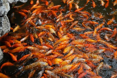 Red and golden fishes in the Yu Yuan Garden - Shanghai - Republic of China Stock Photo - Budget Royalty-Free & Subscription, Code: 400-05283955
