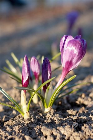 simsearch:400-05705548,k - Crocus (saffron) in blossom stage Fotografie stock - Microstock e Abbonamento, Codice: 400-05294099