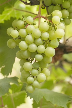 simsearch:400-04478608,k - Bunch of grapes Stock Photo - Budget Royalty-Free & Subscription, Code: 400-05294120