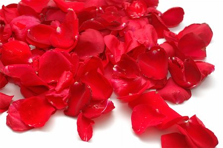 simsearch:400-04421790,k - Petals of red roses on white background Stock Photo - Budget Royalty-Free & Subscription, Code: 400-05294146