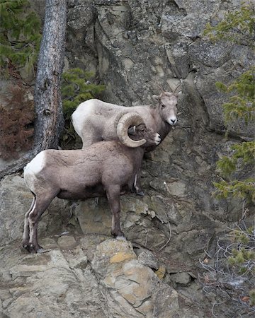 simsearch:400-04262308,k - Bighorn sheeps during winter Stock Photo - Budget Royalty-Free & Subscription, Code: 400-05294154