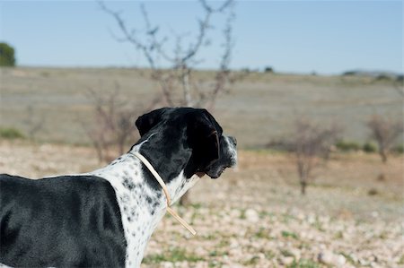 simsearch:400-04288829,k - Black and white pointer hunting dog in full alertness Photographie de stock - Aubaine LD & Abonnement, Code: 400-05294242