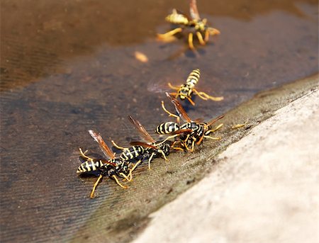 simsearch:640-02770439,k - Wasps sitting on the water in the summer Foto de stock - Super Valor sin royalties y Suscripción, Código: 400-05294456