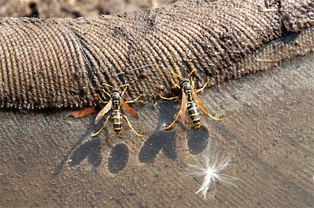 simsearch:400-04909471,k - Wasp sitting on the water in the summer Photographie de stock - Aubaine LD & Abonnement, Code: 400-05294458