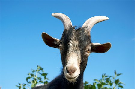 A young goat looks at you in summer Foto de stock - Super Valor sin royalties y Suscripción, Código: 400-05294462