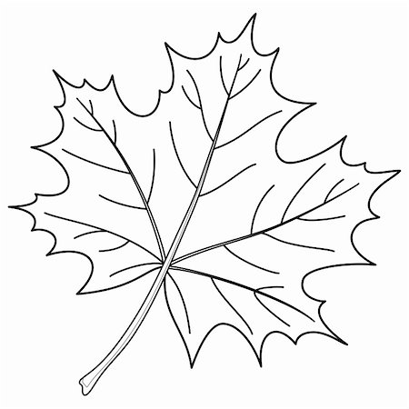 Leaf of a maple, nature symbol, monochrome vector, isolated, contour Stock Photo - Budget Royalty-Free & Subscription, Code: 400-05294475
