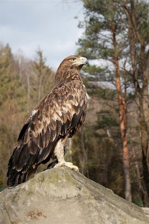 simsearch:400-05294488,k - The big proud bird sits on a stone Foto de stock - Super Valor sin royalties y Suscripción, Código: 400-05294488