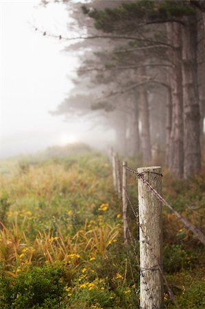 Line of trees and fence in the mist Stock Photo - Budget Royalty-Free & Subscription, Code: 400-05294498