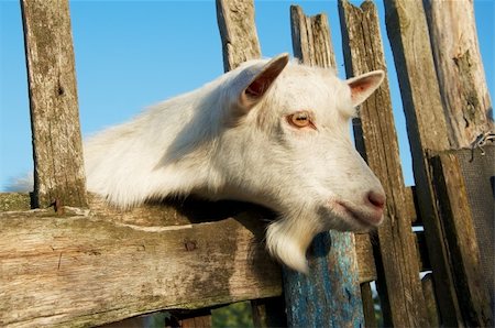 fences and barriers for wild animals - A young goat looks at you from behind al fence Stock Photo - Budget Royalty-Free & Subscription, Code: 400-05294592