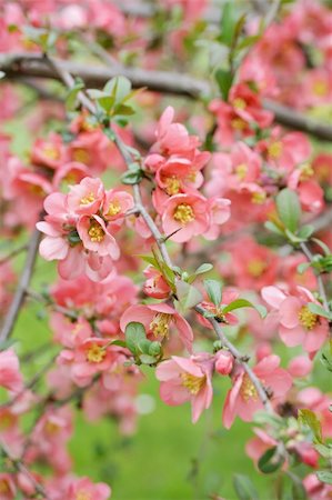 simsearch:400-07169748,k - japanese quince branch - blossoming Photographie de stock - Aubaine LD & Abonnement, Code: 400-05294821