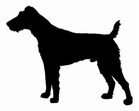 The black silhouette of a Fox Terrier Stock Photo - Budget Royalty-Free & Subscription, Code: 400-05294937