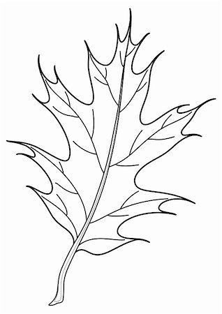 Leaf of tree oak Iberian, vector, nature object, contour Foto de stock - Super Valor sin royalties y Suscripción, Código: 400-05295545