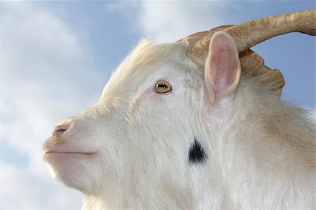 empehun (artist) - The head of a white goat before the sky Stock Photo - Budget Royalty-Free & Subscription, Code: 400-05295602
