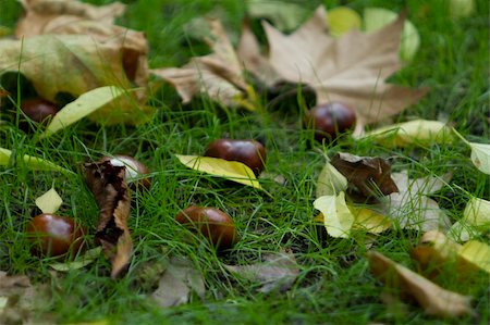 empehun (artist) - Brown chestnuts and leaves in the green grass (shallow depth of field) Stock Photo - Budget Royalty-Free & Subscription, Code: 400-05295622