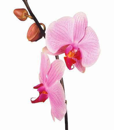 simsearch:400-04806771,k - Perfect pink orchid isolated on white background Stockbilder - Microstock & Abonnement, Bildnummer: 400-05295633