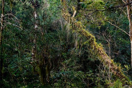dense evergreen forest - Tree covered with epiphytes in the atlantic rainforest of southern Brazil. Stock Photo - Budget Royalty-Free & Subscription, Code: 400-05295670