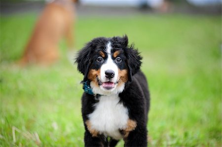 sheep dog portraits - Puppy Bernese mountain dog portrait Stock Photo - Budget Royalty-Free & Subscription, Code: 400-05295772