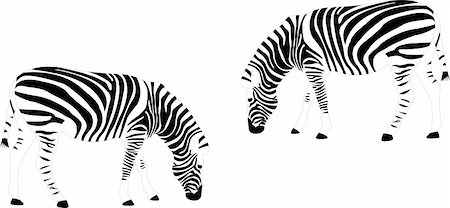 paunovic (artist) - zebras - vector Stockbilder - Microstock & Abonnement, Bildnummer: 400-05295934