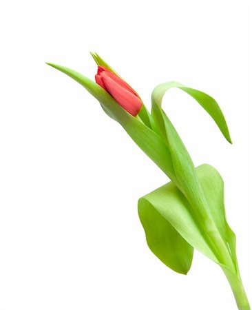 simsearch:400-04340566,k - one red tulip isolated on white Stockbilder - Microstock & Abonnement, Bildnummer: 400-05296130