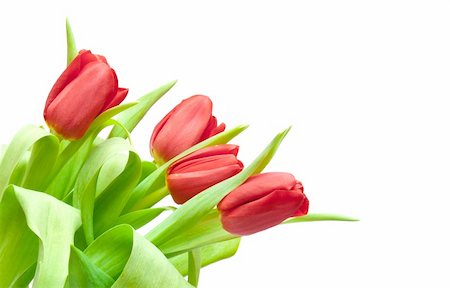 simsearch:400-04340566,k - red tulips isolated on white Stockbilder - Microstock & Abonnement, Bildnummer: 400-05296131