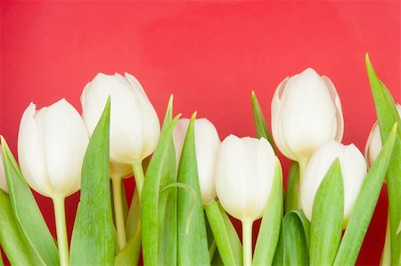 simsearch:400-04340566,k - white tulips on red Stockbilder - Microstock & Abonnement, Bildnummer: 400-05296133