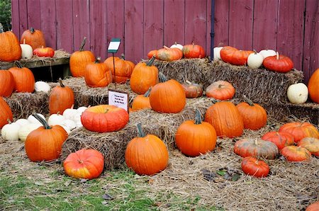 simsearch:400-07089027,k - Pumpkins Stock Photo - Budget Royalty-Free & Subscription, Code: 400-05296287
