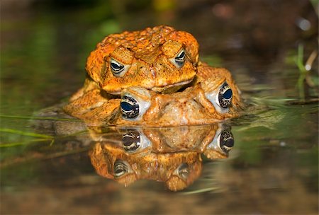 poisonous frog - Two cane toads (Bufo marinus) mating in the water Photographie de stock - Aubaine LD & Abonnement, Code: 400-05296527