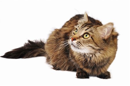 simsearch:400-04789525,k - Irritated cat ready for jumping and looking up on the white background Stock Photo - Budget Royalty-Free & Subscription, Code: 400-05296624