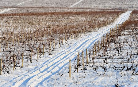 Winter vineyard from Macedonia Foto de stock - Super Valor sin royalties y Suscripción, Código: 400-05296734