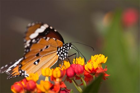 simsearch:400-06084186,k - the butterfly fall on the flower in a garden outdoor. Foto de stock - Royalty-Free Super Valor e Assinatura, Número: 400-05297419
