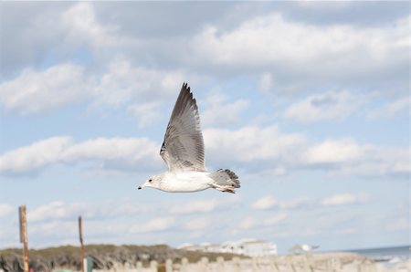 simsearch:400-05130053,k - Sea Gull in Flight with Cloud and Beach Background. Stock Photo - Budget Royalty-Free & Subscription, Code: 400-05297652