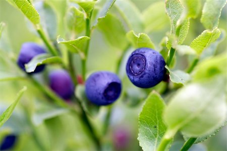 Close-up of the blueberry shrubs - forest product Stock Photo - Budget Royalty-Free & Subscription, Code: 400-05297900