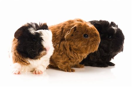 baby guinea pigs Stock Photo - Budget Royalty-Free & Subscription, Code: 400-05297980