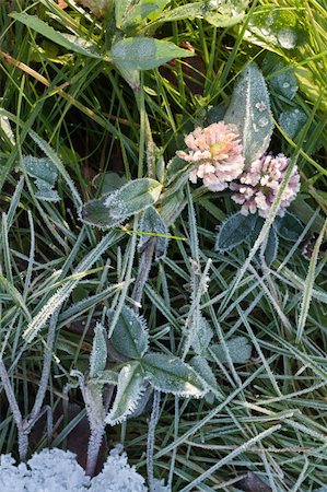 simsearch:632-03754201,k - Flower of the dutch clover frosted on background of the herb Stockbilder - Microstock & Abonnement, Bildnummer: 400-05298086