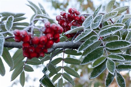 simsearch:400-08070445,k - Rowanberry and sheet covered rime on background sky Stock Photo - Budget Royalty-Free & Subscription, Code: 400-05298087