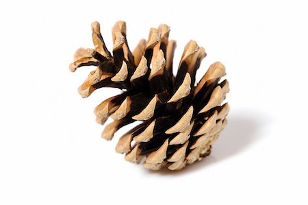 simsearch:400-04653794,k - beautiful pine cone isolated on white background Photographie de stock - Aubaine LD & Abonnement, Code: 400-05298347
