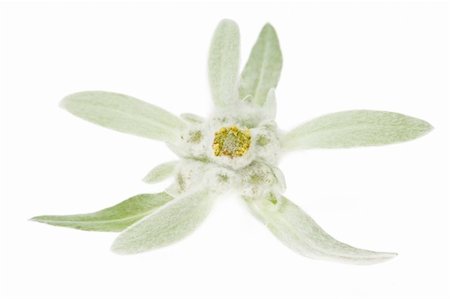 spring alpine flower - edelweiss Stock Photo - Budget Royalty-Free & Subscription, Code: 400-05298591