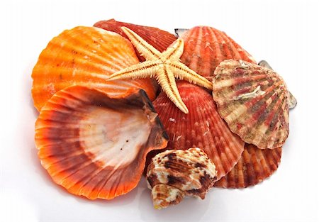 simsearch:400-04574520,k - Star fish and sea shells over a white background. Stockbilder - Microstock & Abonnement, Bildnummer: 400-05299017