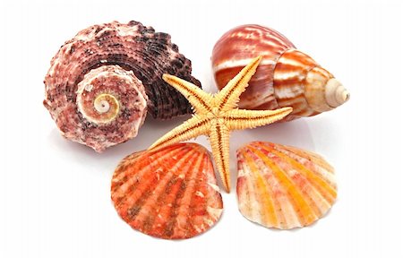 simsearch:400-04574520,k - Star fish and sea shells over a white background. Stockbilder - Microstock & Abonnement, Bildnummer: 400-05299018