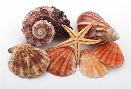 simsearch:400-04574520,k - Star fish and sea shells over a white background. Stockbilder - Microstock & Abonnement, Bildnummer: 400-05299019