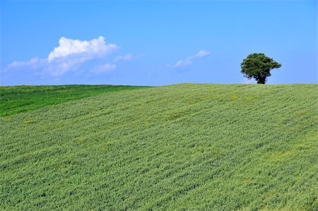 Wheat and tree in summer of the macedonian field Stock Photo - Budget Royalty-Free & Subscription, Code: 400-05299087