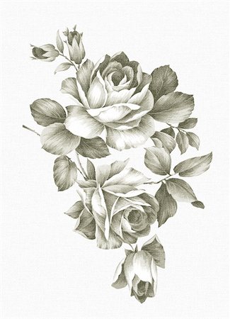 drawing of roses - Old-styled rose. Freehand drawing Stock Photo - Budget Royalty-Free & Subscription, Code: 400-05299135