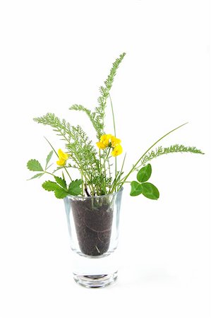 simsearch:400-04385133,k - Plant and soil isolated on a white background. Stock Photo - Budget Royalty-Free & Subscription, Code: 400-05299348