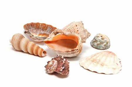 simsearch:400-03912387,k - A lot of seashells on a white background Stock Photo - Budget Royalty-Free & Subscription, Code: 400-05299799