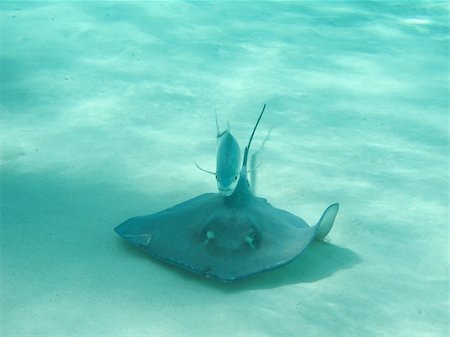 stingray - Stingray followed by fish Photographie de stock - Aubaine LD & Abonnement, Code: 400-05299825