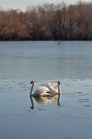 simsearch:400-05070496,k - Two lovely swans on the frozen river Stock Photo - Budget Royalty-Free & Subscription, Code: 400-05299926