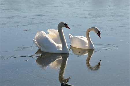 simsearch:400-07309672,k - Two lovely swans on the frozen river Stock Photo - Budget Royalty-Free & Subscription, Code: 400-05299927